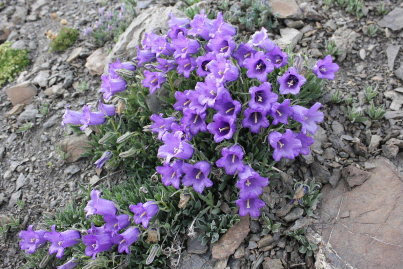 Facchinia (=Minuartia) rupestris e Campanula alpestris